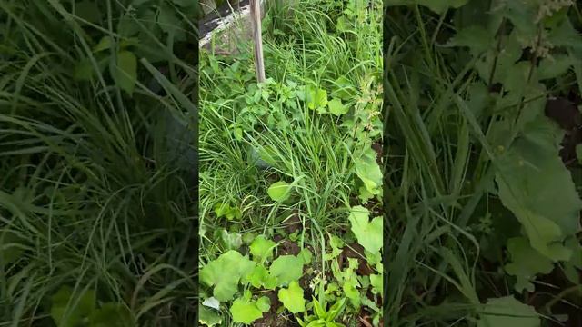 Дела цветочно огородные ) работы очень много! 🌹🌺💐🍆🧄🍅🥒🥕🍓🫑наверно начну с обработки🐜🪲 смотреть онлайн