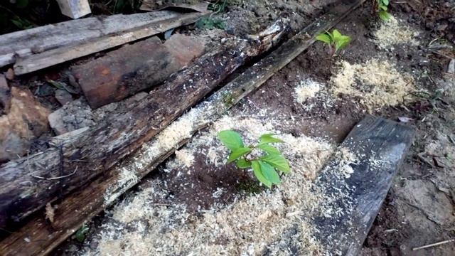 лимонник китайский (Schisandra chinensis) смотреть онлайн