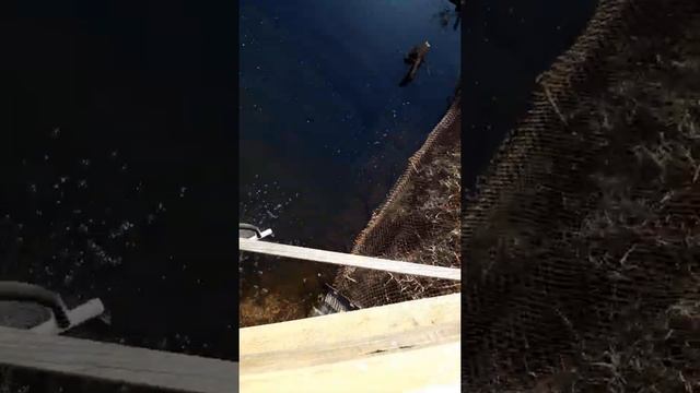 Аэрация пруда компрессором смотреть онлайн