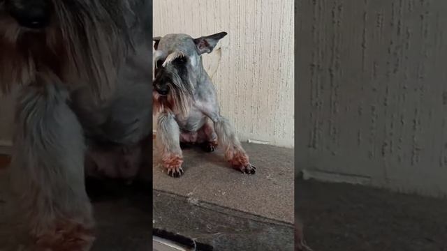 Miniature Schnauzer Marusya before and after a haircut./ Цвергшнауцер Маруся до и после стрижки. смотреть онлайн