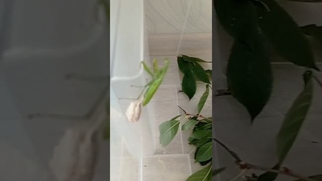 Мой богомол откладывает яйца дома 3часть смотреть онлайн