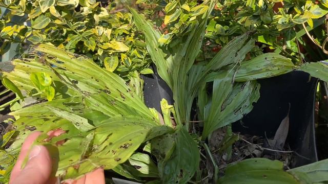 Calanthe Orchid ОРХИДЕИ КАЛАНТА Уход Весной Садовые Орхидеи ЛОНДОН смотреть онлайн
