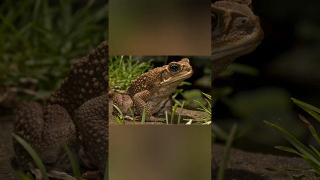 1000170083.mp4 Сказка. Фея и полицейский. Энид.Блайтон. смотреть онлайн