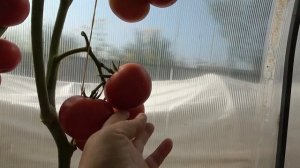 Томат Чудо рынка. Это гибрид или сорт? Ранний или поздний? В общем чудо какое-то...