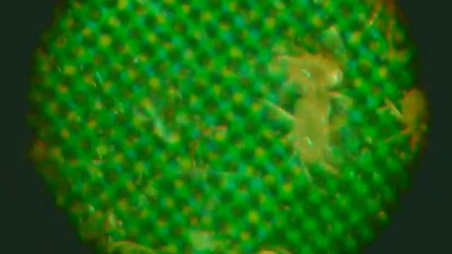 Какие-то жучки на подоконнике смотреть онлайн