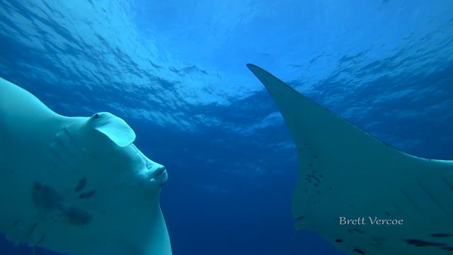 Barrier reef marine life in 4K смотреть онлайн