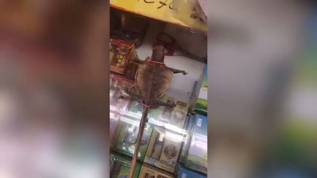 Жанна Бадоева серьезно заболела во Вьетнаме смотреть онлайн