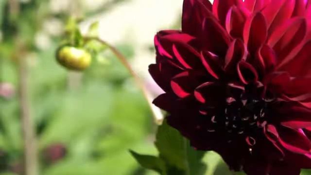 Видео фон "Бордовый георгин" смотреть онлайн