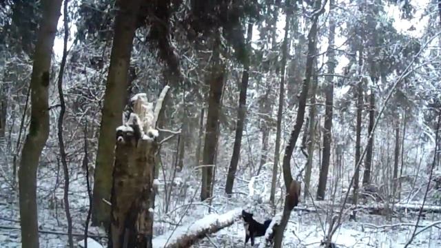 Э-Ирбис Павлова  охота на куницу(часть2)