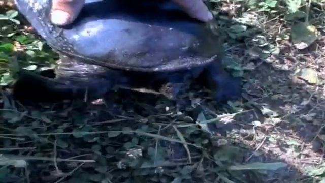 черепаха дальневосточная смотреть онлайн