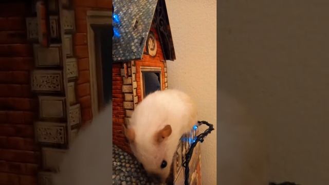 Сиамская крыса Симона и дворец (4) смотреть онлайн