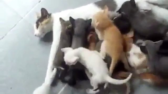 Многодетная мама-кошка смотреть онлайн