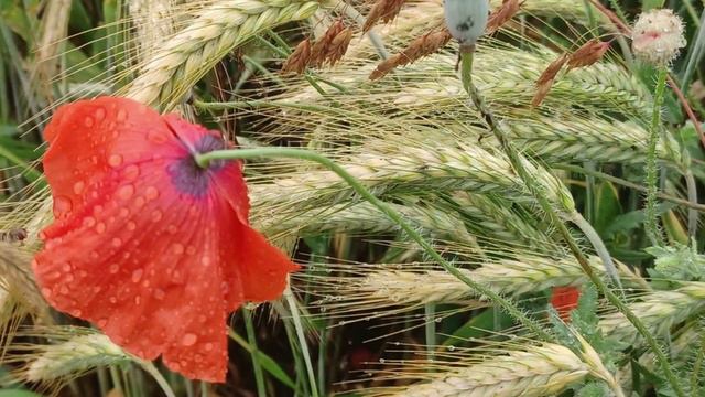 Bury Me In Southern Ground - Похорони меня на южной земле смотреть онлайн