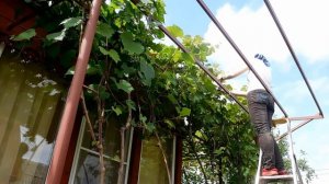 Как сформировать настоящий навес из винограда в Подмосковье (личный опыт)