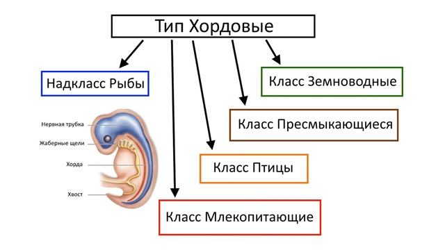 11. Тип Хордовые + класс Головохордовые (экспресс Зоология) подготовка к ОГЭ и ЕГЭ Биологи смотреть онлайн