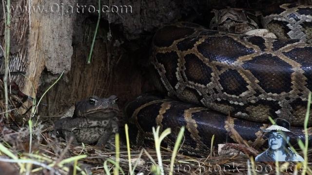 Python vs Killer Toad 03 Music смотреть онлайн