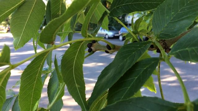 Common ash (Fraxinus excelsior) - leaves - July 2017 смотреть онлайн