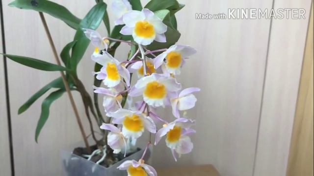 #GVOS2020 - Dendrobium Meinen Hebammen Selektion, dendrobium farmeri, dendrobium aggregatum смотреть онлайн