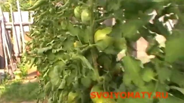 Томаты (помидоры) Продолжаем уход за томатами смотреть онлайн