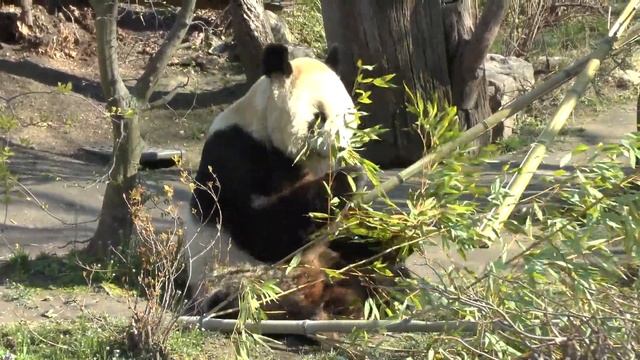 Панда кушает (Венский зоопарк) / Panda eating (Vienna Zoo) смотреть онлайн