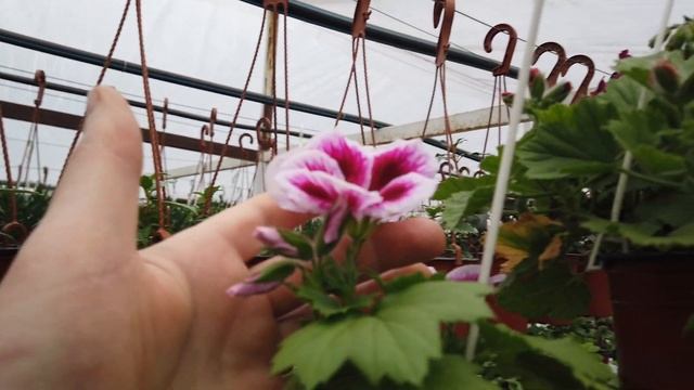 Почему НЕЛЬЗЯ ПОЛИВАТЬ ЦВЕТЫ.!!!