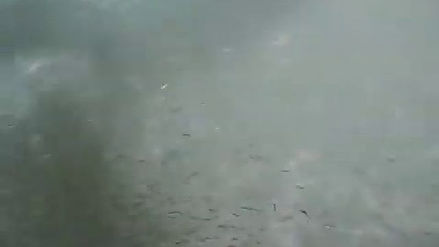 Как мелкая рыбка спасается от акул смотреть онлайн