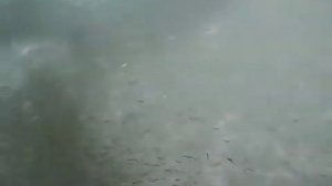 Как мелкая рыбка спасается от акул