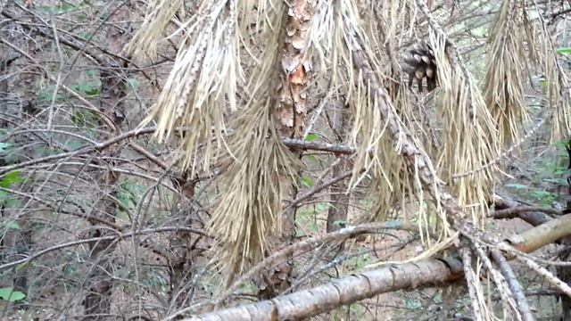 Сосновый лес-1 смотреть онлайн