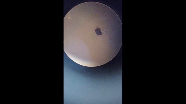 Как победить паутинного клеща (Клещевит + Микроскоп) смотреть онлайн