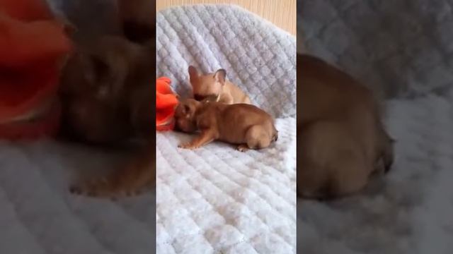 щенки французы смотреть онлайн