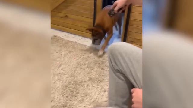 Funny Animals /СМЕШНЫЕ ЖИВОТНЫЕ/ТЕСТ НА ПСИХИКУ/ ПОПРОБУЙ НЕ ЗАСМЕЯТЬСЯ/ЛУЧШИЕ ПРИКОЛs/HappyDay смотреть онлайн