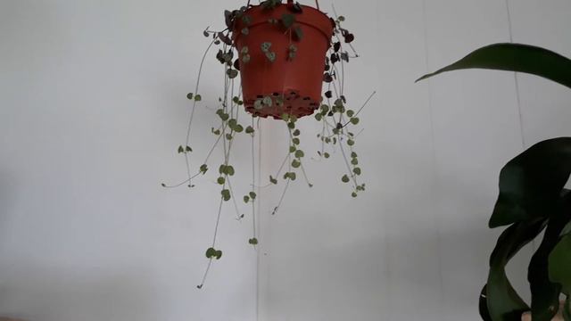 January 2020 Plant Tour: Part 1 смотреть онлайн