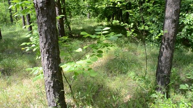 Сосновый лес, пение птиц, шум ветра, шелест листвы смотреть онлайн