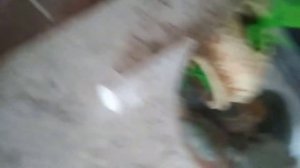 минусы и плюсы улиток катушек и ампулярии, меланий, прудовиков ,