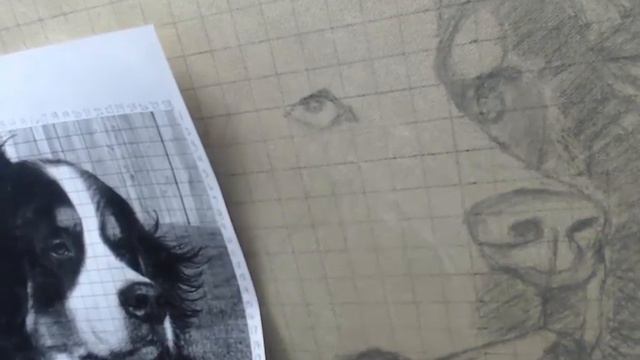 How to draw and paint a Bernese Mountain dog - by Ed Cabral смотреть онлайн
