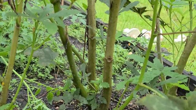 HOW TO PRUNE OKRA смотреть онлайн