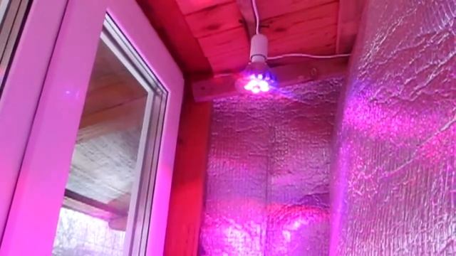 Фитолампы биколор на нашем подоконнике. смотреть онлайн