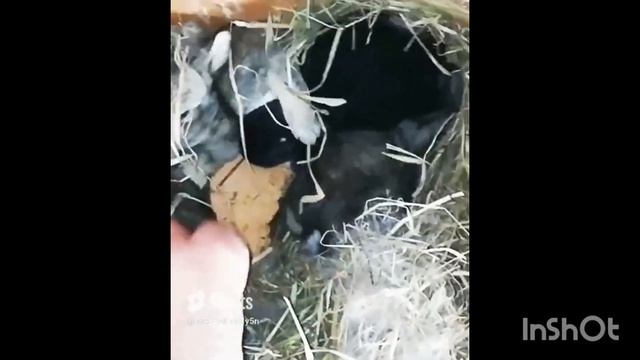 Прямой Обзор #кормление #кролики #крольчата #развидение #уход