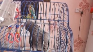 Попугай жако григорий разговаривает