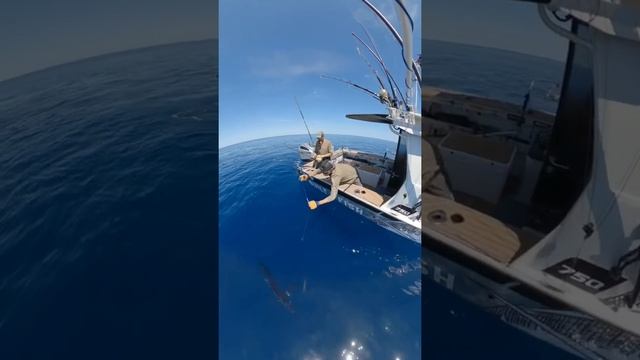Amazing Marlin fishing in perfect weather! #builttofish смотреть онлайн