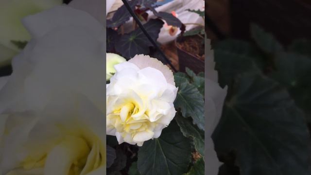 Последние цветочки бегонии 2022 года . смотреть онлайн