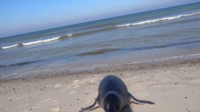 ДАНИЯ ?? Что посмотреть в Дании? Скагенские дюны // Мыс Гренен // Скаген // Завела морского котика смотреть онлайн