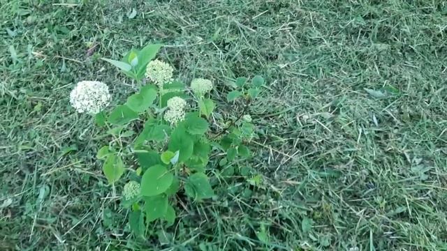 СПИСОК ВЕЧЕРНИХ ДЕЛ ВЫПОЛНЕН.УГОВОРИЛА ЛЕШИКА НА РЫБАЛКУ | ЖИВЕМ В ДЕРЕВНЕ. смотреть онлайн