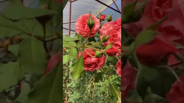 Corail Gelee rose смотреть онлайн