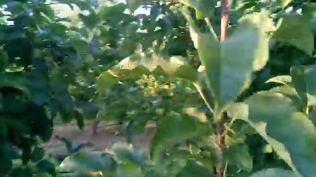 Урожай яблонь на М26, завязка урожая начало июля смотреть онлайн