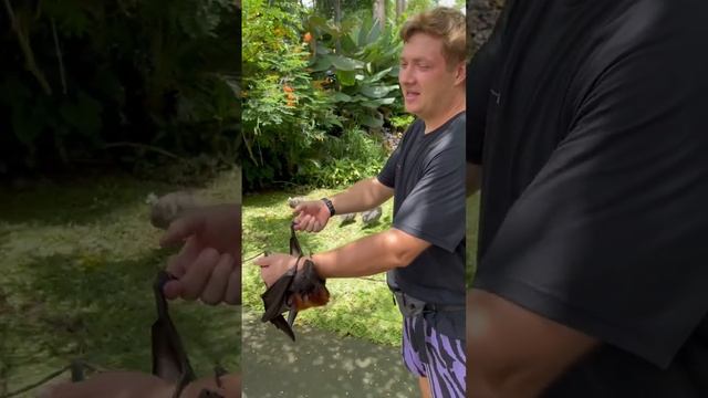 ЛЕТУЧАЯ СОБАКА КАК ОБЫЧНАЯ СОБАКА?? смотреть онлайн