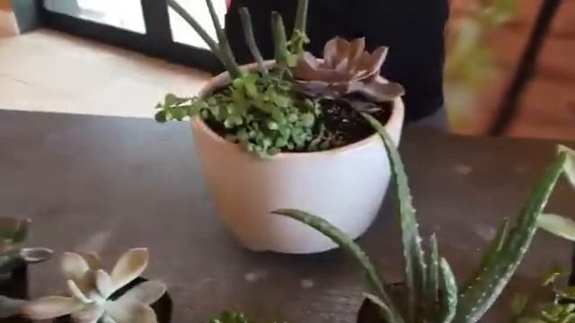 How to Take Care of Succulents смотреть онлайн