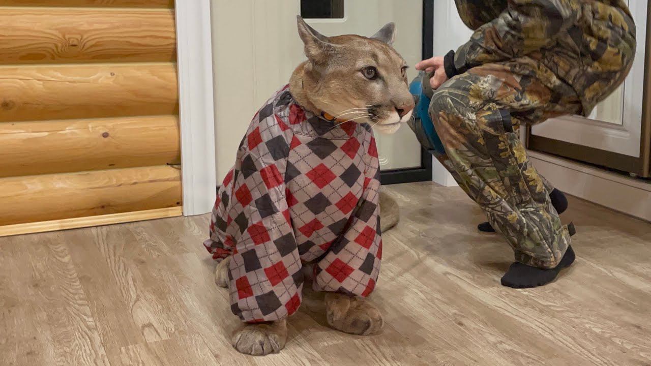 Пума Месси в стильном комбезе! Утро в гостях у Месси.