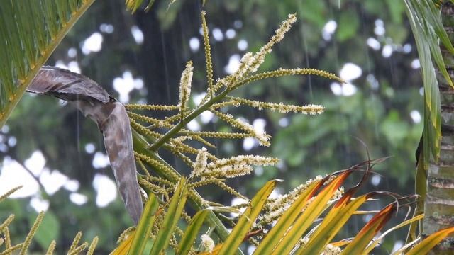 ШУМ ДОЖДЯ ДЛЯ СНА УСНЕШЬ ЗА 5 МИНУТ ПОД ЗВУК ДОЖДЯ для сна Закрой глаза 5 МИНУТ И СПИШЬ Звуки длясн