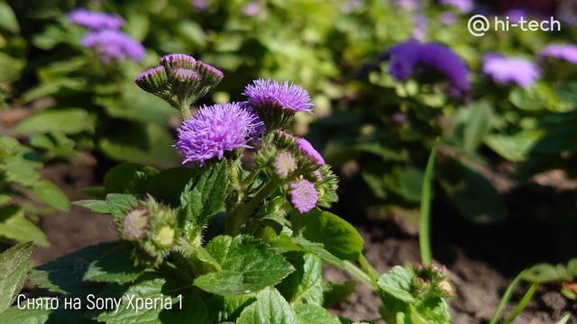 ОБЗОР Sony Xperia 5 — первый взгляд на новый флагман